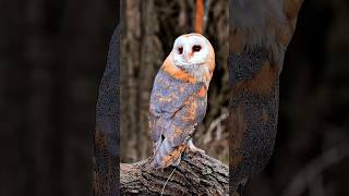 Rare Owl 🦉shorts pets owl [upl. by Paynter438]