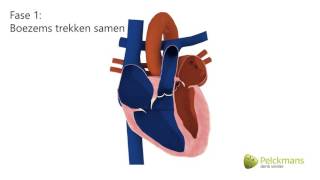 Animatie  Werking van het hart [upl. by Amice349]