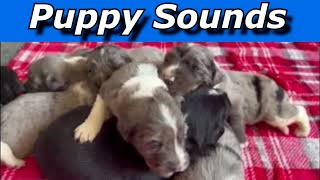 Puppy Sounds  Sounds Dogs Love [upl. by Stefanac]