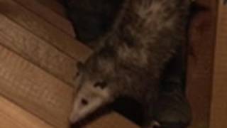 Opossums in the Attic  Call of the Wildman [upl. by Shayn]