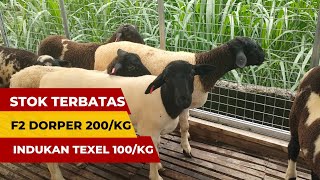 Harga domba paket breeding F2 dorper jantan dan indukan texel serta F1 dorper [upl. by Matta]