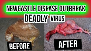 A DEADLY AVIAN DISEASE IS ON THE RISE NO CURE FOR NEWCASTLE VIRUS [upl. by Orimlede]