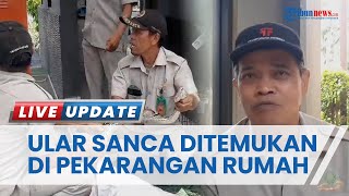 Ular Sanca 3 Meter Sebesar Betis Orang Dewasa Masuk Pekarangan Warga Kencana Loka Tangerang Selatan [upl. by Lrae]