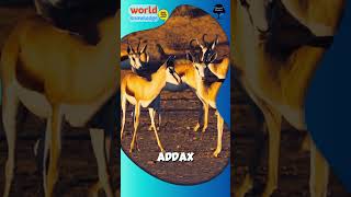 Addax Antelope youtubeshorts youtube animals world [upl. by Ian]