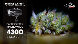 Backscatter Macro Wide 4300 Showcase  Fredi Schaschl [upl. by Pitchford]