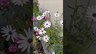 15 Winter Flowering Plants gardening flowers winter grow trending instagram youtube [upl. by Nagirrek]