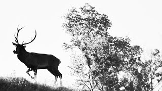 Una settimana in Appennino  la magia degli animali visti dalle fototrappole [upl. by Anielram267]