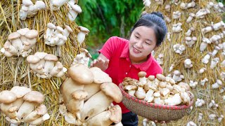 Harvest STRAW MUSHROOMS goes to the market sell  Ella Daily Life [upl. by Eniron]