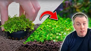 How to Plant a Carpet in Your Aquarium The Easy Way [upl. by Milak]