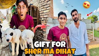 Sher Ma Dihat Ka Zoo Visit Kia 😍Turab Bahi Imported Dog Pair Gift Kar Dia ❤️ [upl. by Scottie56]