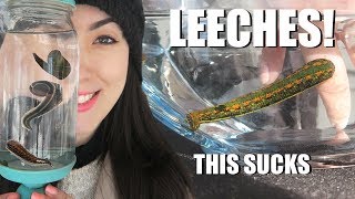 BITTEN By A LEECH  Medicinal Leech Facts  Creature Feature [upl. by Adriaens]