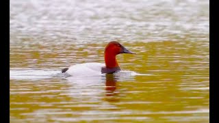 Canvasback 帆背潛鴨 [upl. by Arek]