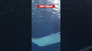 Giant Stingray In Melbourne Aquarium shortfeed stingrayfishshortsviralshort2024 [upl. by Stulin81]