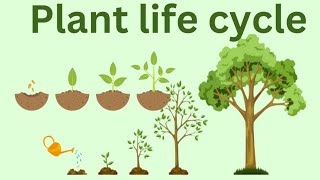 Plant life cycle [upl. by Fiedling]