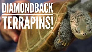 All About Diamondback Terrapins  Diamondback Terrapin Conservation  Collab with The Turtle Girl [upl. by Helene803]