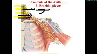 Brachial plexus [upl. by Nyrroc219]