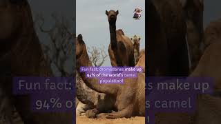 Camels didyouknow facts [upl. by Ikim811]