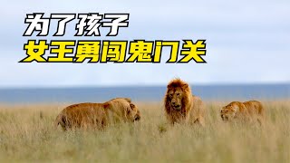 獅王兄弟不憐香惜玉，流浪雄獅替天行道  雄獅一打二「The Lion Queen II」 [upl. by Avehstab415]