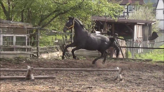 2015 Stute von Diacontinus  Mont du Cantal AA [upl. by Emelen68]