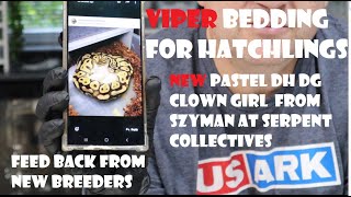 Viper bedding for our Hatchlings  New Pick Up from Szyman at Serpent Collectives  extra shed tests [upl. by Behnken408]