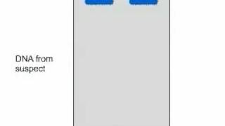 RFLP  Restriction Fragment Length Polymorphism Flash LectureDNA Fingerprinting [upl. by Henka]