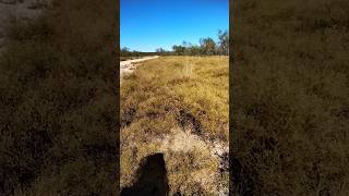 Broomweed Texas Hill Country [upl. by Nohs794]