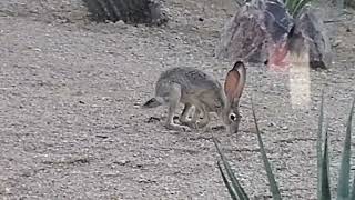 Blacktailed desert jackrabbit running away [upl. by Dominic197]