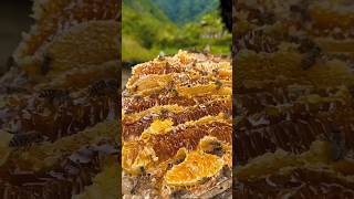 Extreme Honeycomb harvesting 🍯Harvesting honey from beehive EP12 viral short honey [upl. by Naitsyrk703]