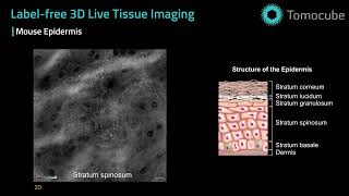 Mouse Epidermis  Label free 3D live tissue imaging [upl. by Ydak]