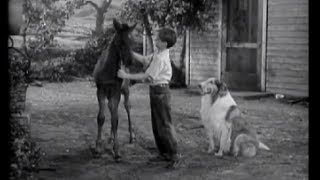 Lassie  Episode 3  quotThe Coltquot 09261954  directed by Sheldon Leonard [upl. by Reehsab589]