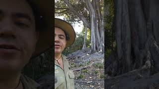 Moreton Bay Fig Part 33 nature australia [upl. by Freudberg]