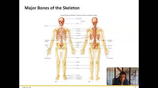 Axial Skeleton [upl. by Tneicniv]