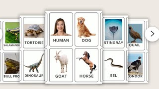 Montessori Lesson Culture and ScienceIntroducing Five Classes of Animals activity [upl. by Anisirhc]