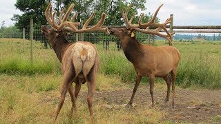 Everything You Wanted To Know About Elk Antlers But Didnt Know Who To Ask [upl. by Em589]