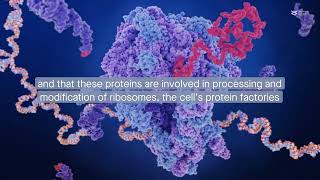 FGF12 forms a ribosome synthesis complex with NOLC1 and TCOF1 in the nucleolus [upl. by Faina]