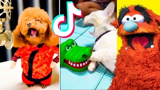 Funniest TIKTOK Animals That WILL Make You Laugh [upl. by Bret]