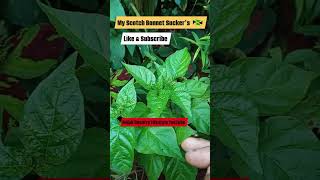 Young healthy organic Scotch Bonnet pepper plants in rural Jamaica 🇯🇲 [upl. by Jehiel35]