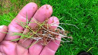 Example Seattle Peat Moss Applied To Thick Over Lawn Grass Seed [upl. by Celtic]