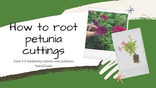 Propagating petunias [upl. by Rosa595]