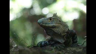 CTENOSAURA SIMILIS THE KOMODO DRAGON OF COSTA RICA [upl. by Sibeal]