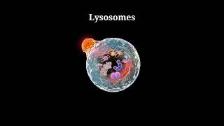 structure and function of lysosome  cell organelle  padhaicom shorts [upl. by Stuckey]