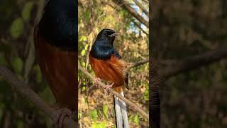 Birds sounds birds nature short jungle birdsong relaxing naturelovers 4kambience exoticbird [upl. by Huai]