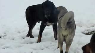 Mastines Picu Xiana jugando en la nieve [upl. by Lawrence683]