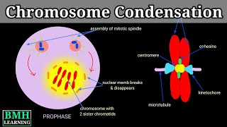 Chromosome Condensation  Chromatin Condensation  Molecular Mechanism Of Chromatin Condensation [upl. by Anirbed]