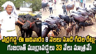 ఎర్రగడ్డ ఆదివారం చూడిగేదల మార్కెట్  Erragadda Buffalo Market  muraha Buffalos  Kiran TV Rythu [upl. by Narmi]