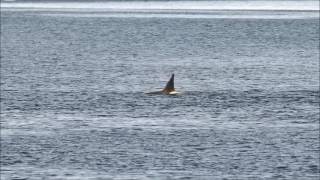 Killer Whale  type B  in Gerlache Straight Antarctica 08022017 [upl. by Amitarp]