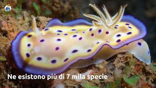 I nudibranchi i molluschi più appariscenti e originali [upl. by Natam]