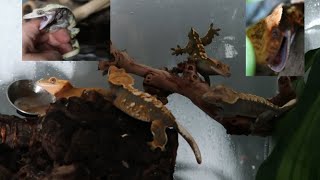 Cohab Crested geckos Can you Should you [upl. by Ahsaeyt]