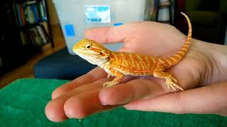 Unboxing baby bearded dragon [upl. by Isa]