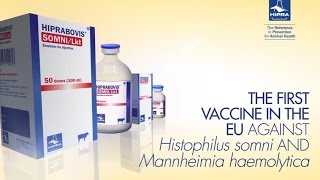 HIPRABOVIS® SOMNILkt vaccine [upl. by Saref]